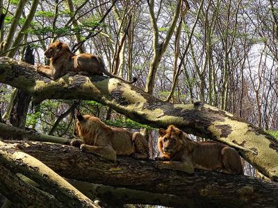 Lions Lake