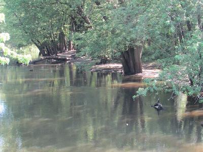 Outlet Creek