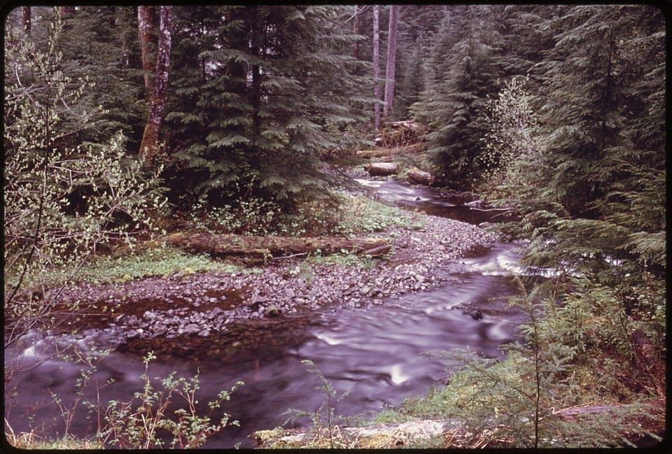 West Fork Satsop River