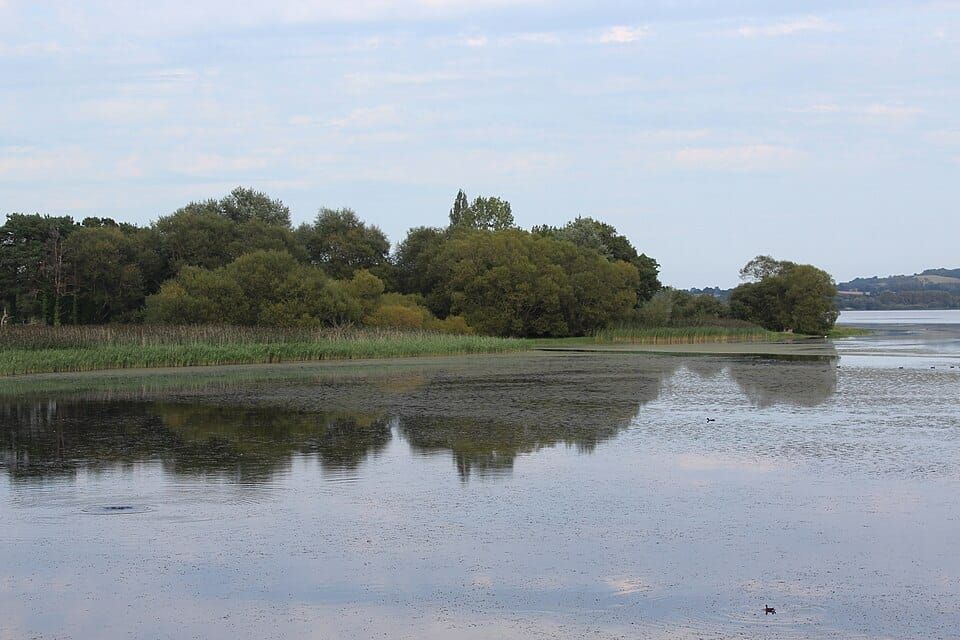 Herons Green Bay