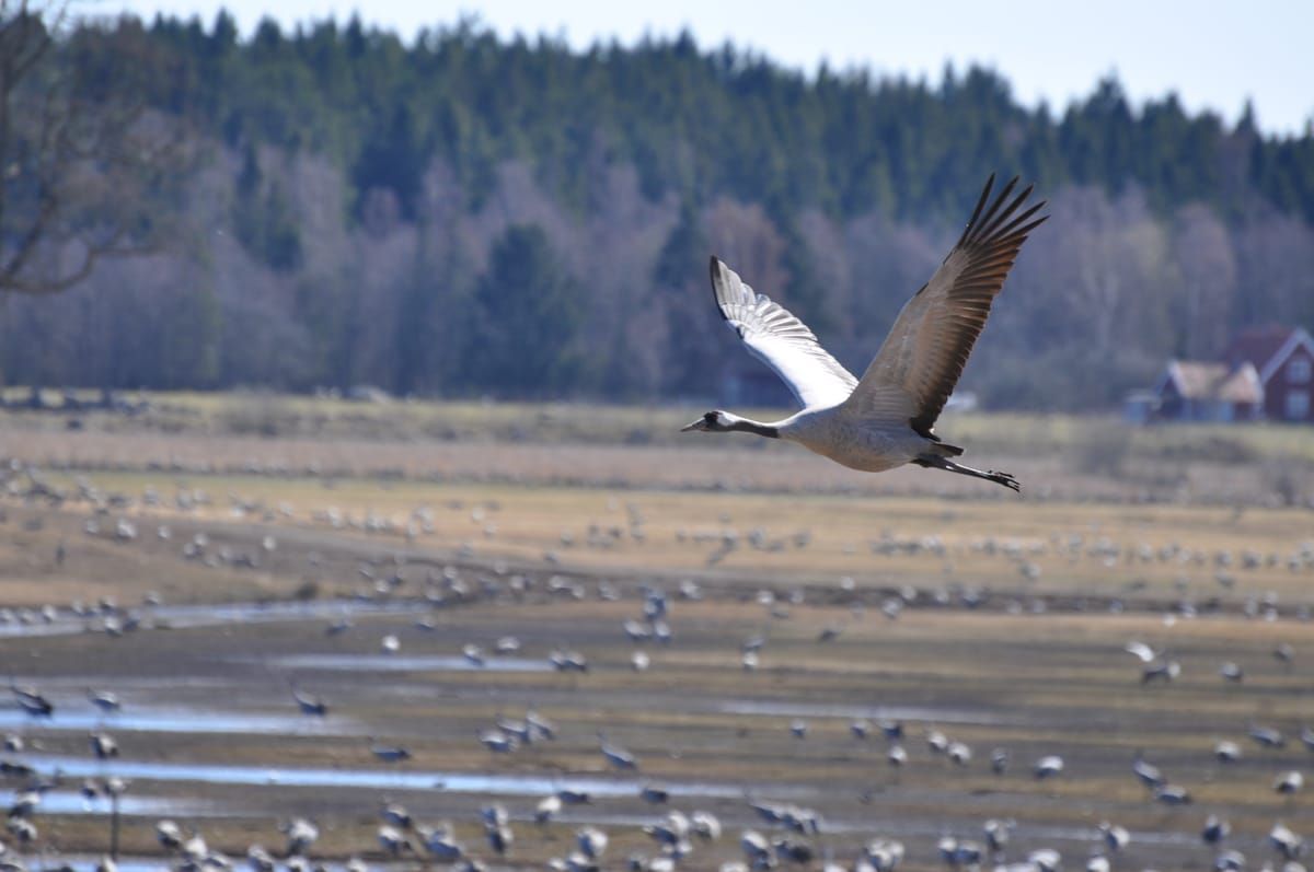 Crane Lake