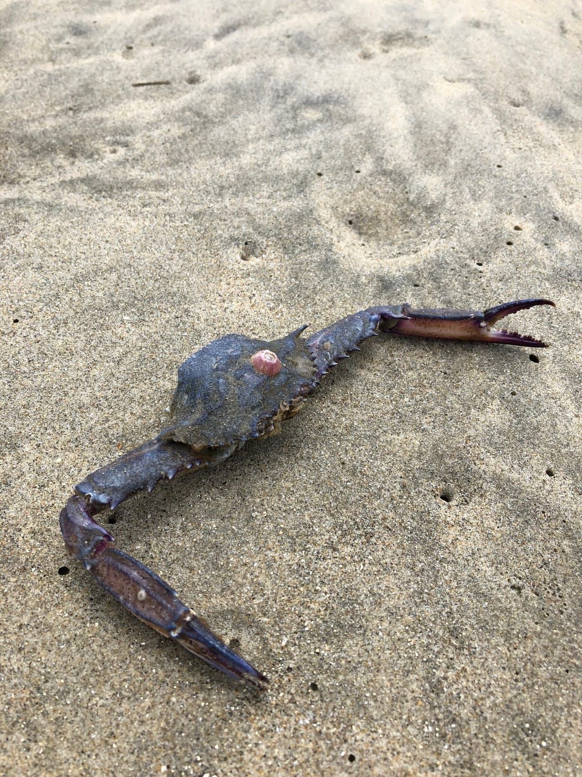 Silver Strand State Beach