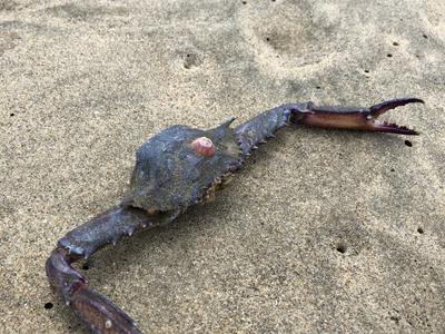 Silver Strand State Beach