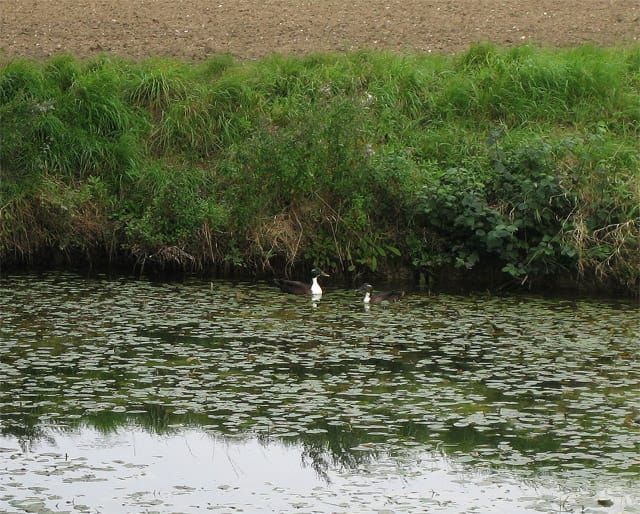 Wild Duck Pond