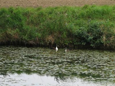 Wild Duck Pond