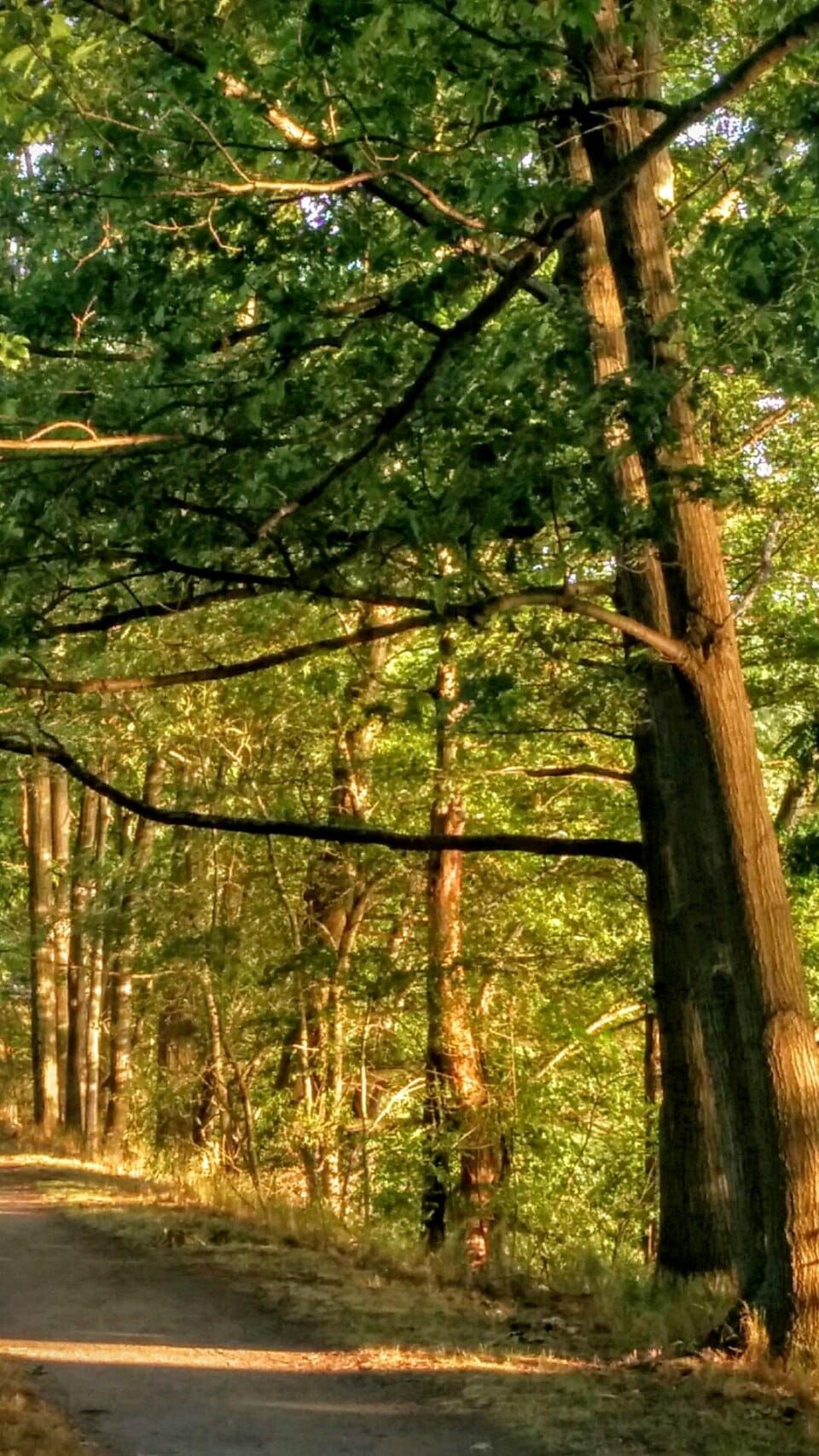 Mystic Lakes