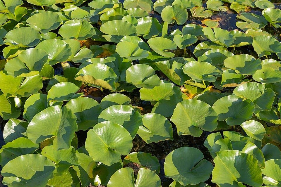 Lily Lake