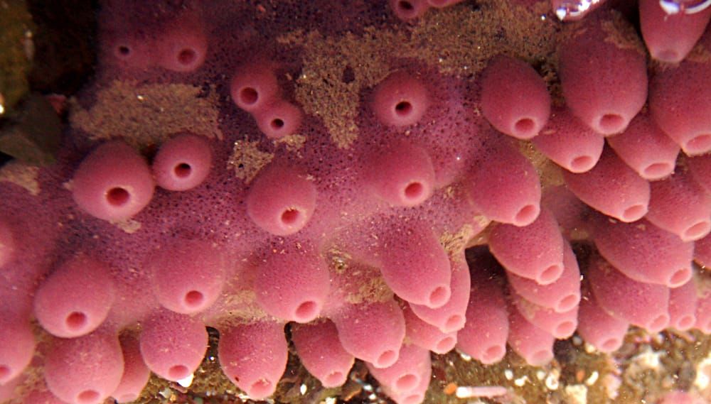 Tide Pools