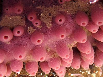Tide Pools