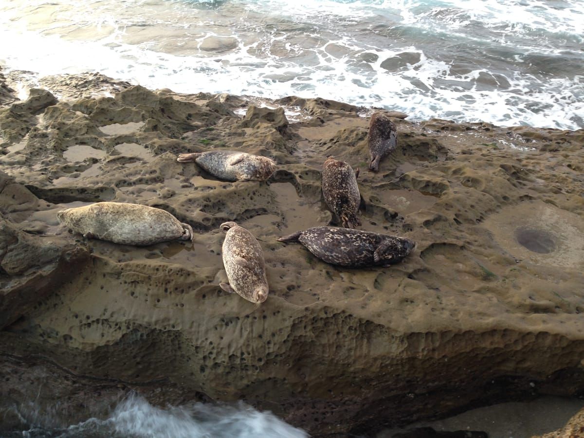 Children's Pool La Jolla