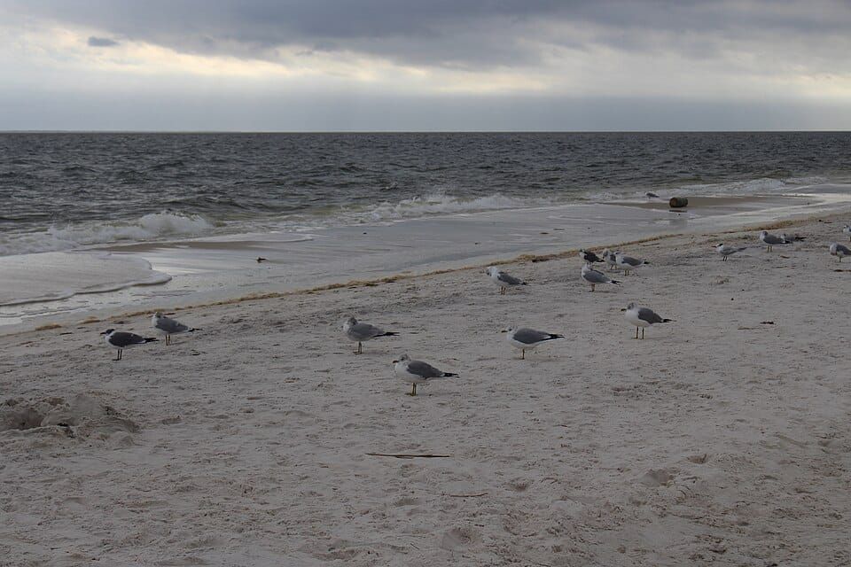 Carrabelle Beach