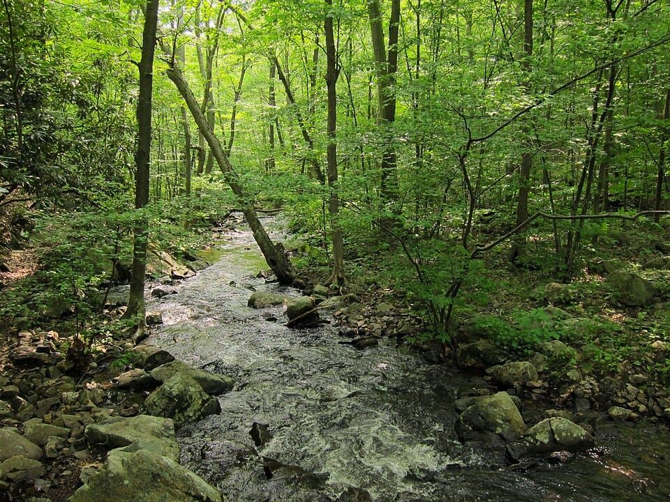 Shady Lake