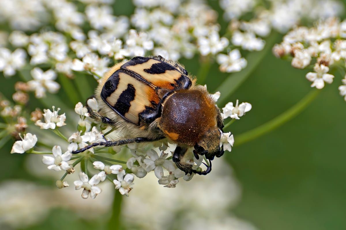 Lake Bee