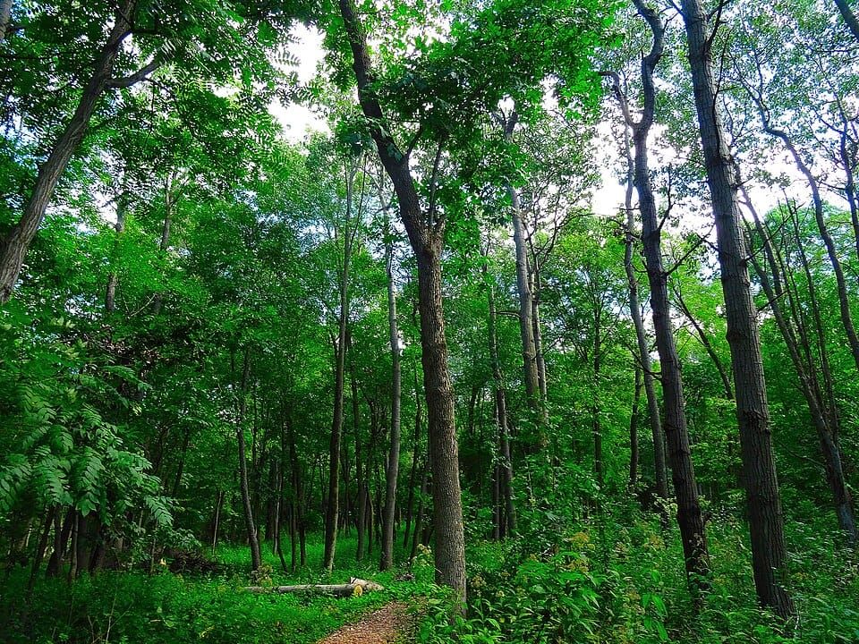 Woods Lake Park