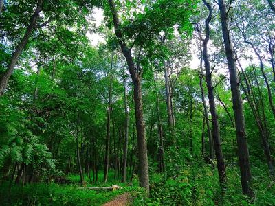 Woods Lake Park