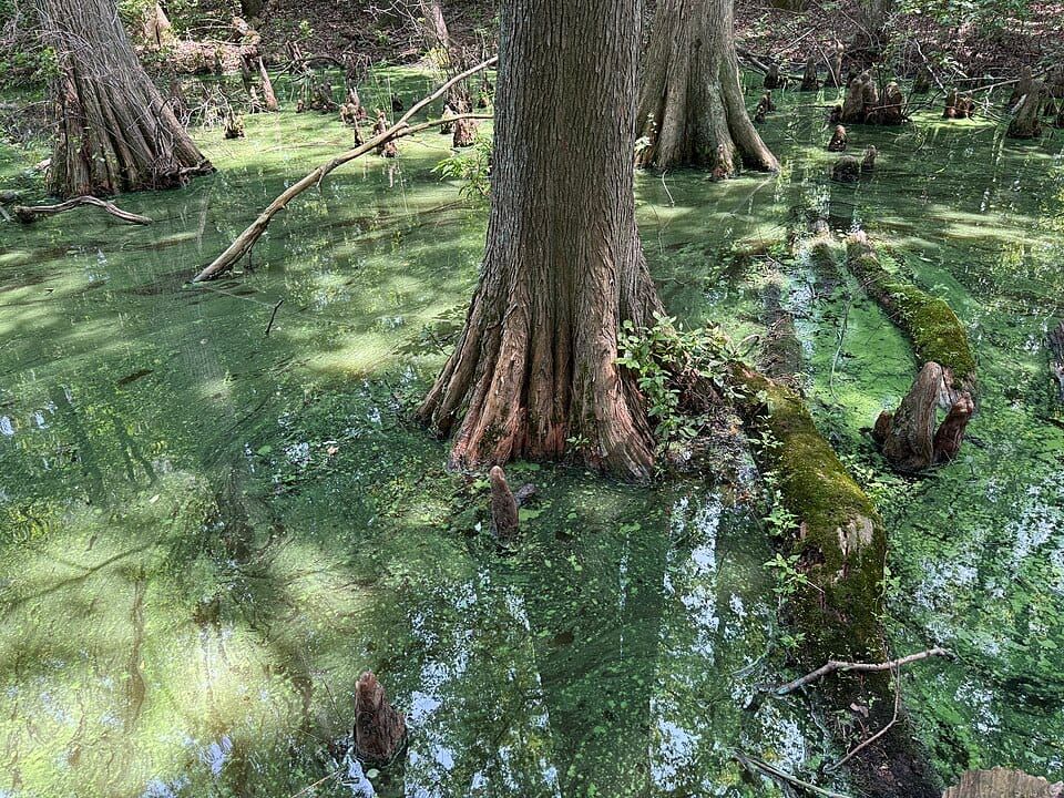 Trap Pond State Park