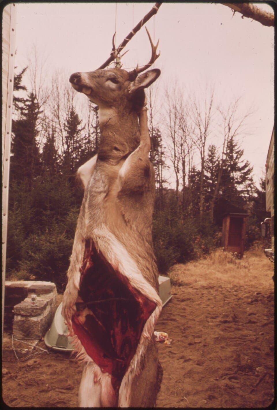 Deer River State Forest