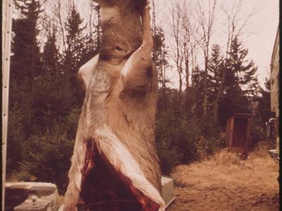 Deer River State Forest