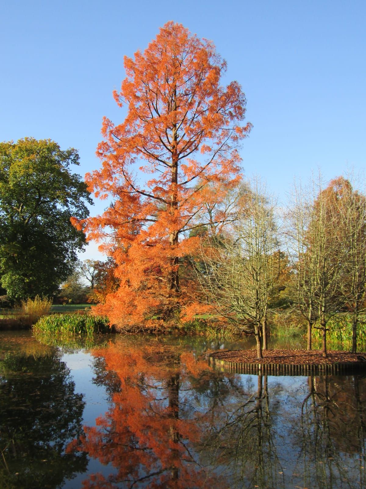 Seven Tree Pond
