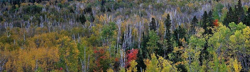 Silver Creek
