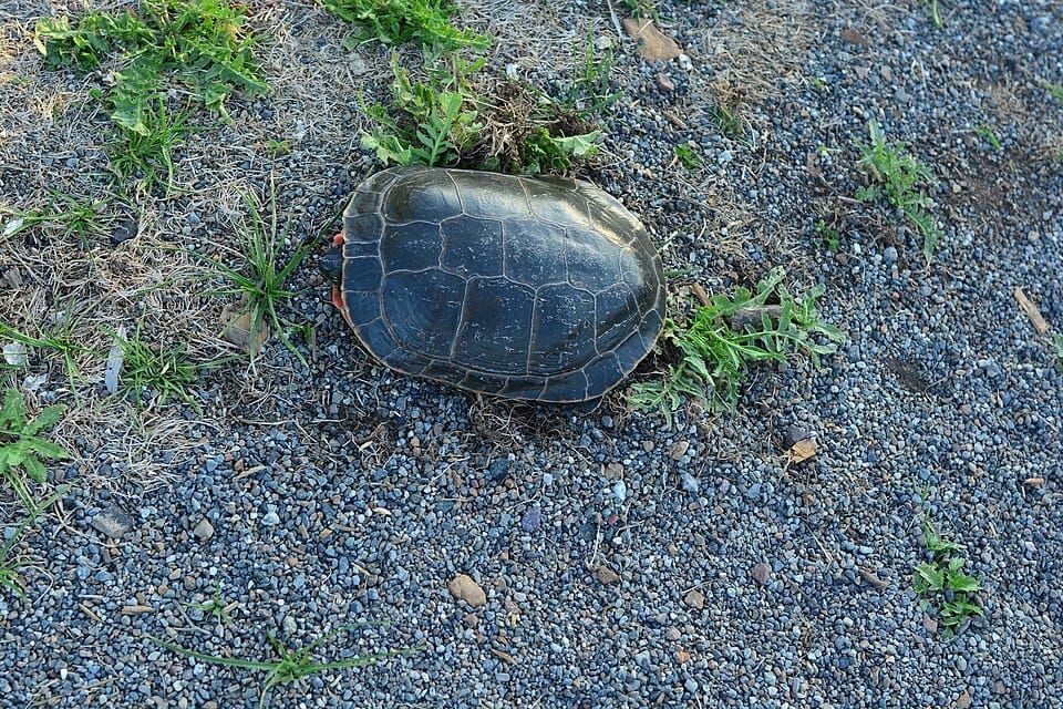 Turtle Lake