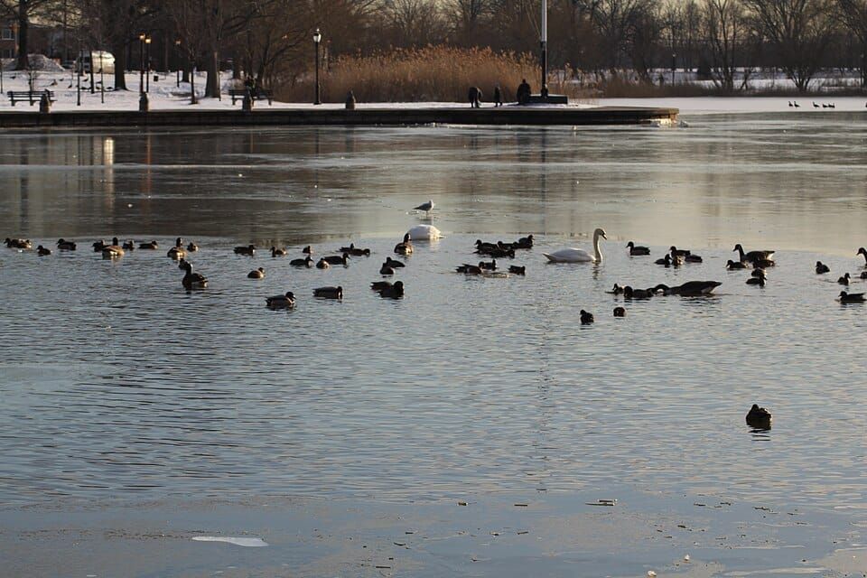 Baisley Pond