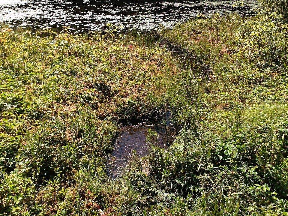 Moss Cove