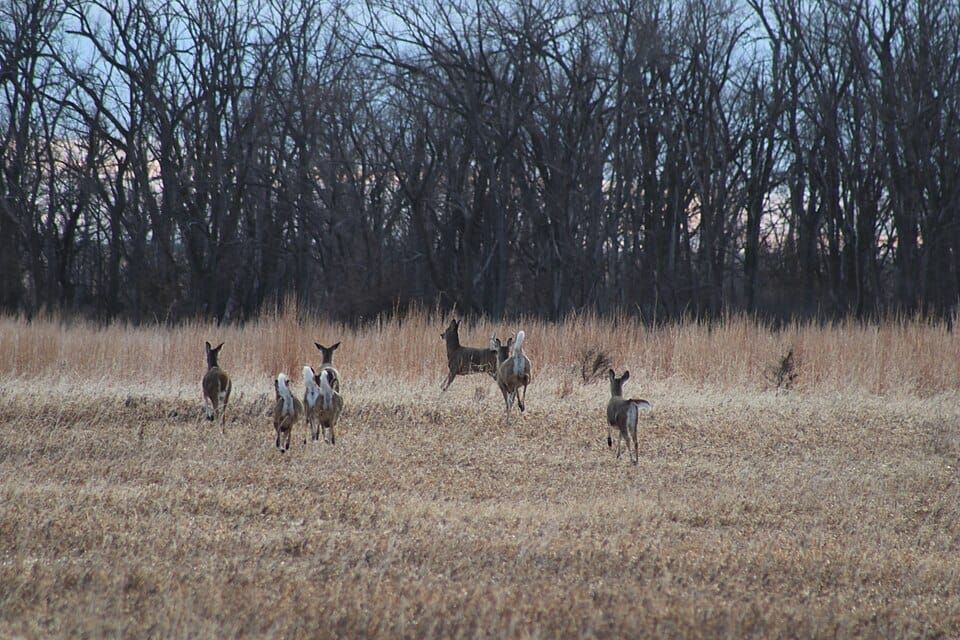 White Deer Lake