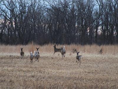 White Deer Lake